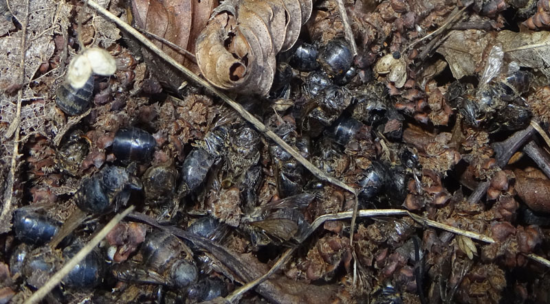 tutte morte (Apis mellifera)..........perch ?